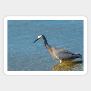 Grey Heron wading in shallows Sticker